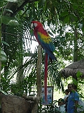 Parrots In Xcaret 1